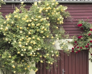 Pergola skąpana w kwiatach: przewodnik wyboru róż pnących do ozdobnych pergoli