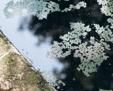 Zamień ogród w eko-spa: Staw kąpielowy z filtrami biologicznymi od A do Z