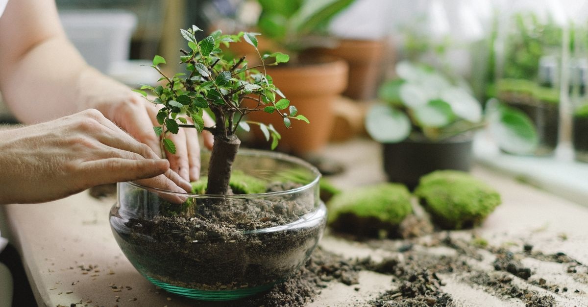 Miniaturowa harmonia: załóż własny ogród japoński z bonsai krok po kroku