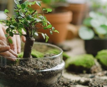 Miniaturowa harmonia: załóż własny ogród japoński z bonsai krok po kroku