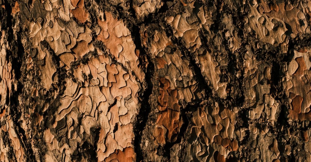 Zaproś las do ogrodu: sprytne pomysły na ścieżki z naturalnej kory sosnowej